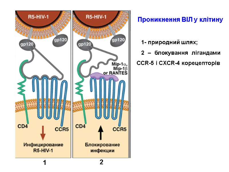 Проникнення ВІЛ у клітину 1 2 1- природний шлях; 2 – блокування лігандами CCR-5